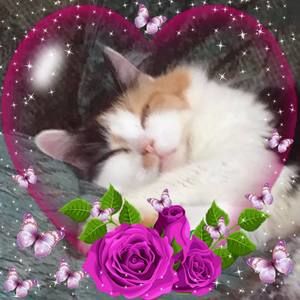 Meet your Posher, Chanie